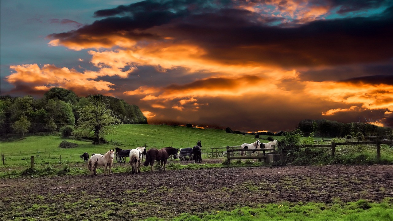 探索自然之美的新起点,青草最新地址全解析
